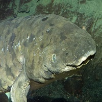 Granddad Is Oldest Public Aquarium Fish