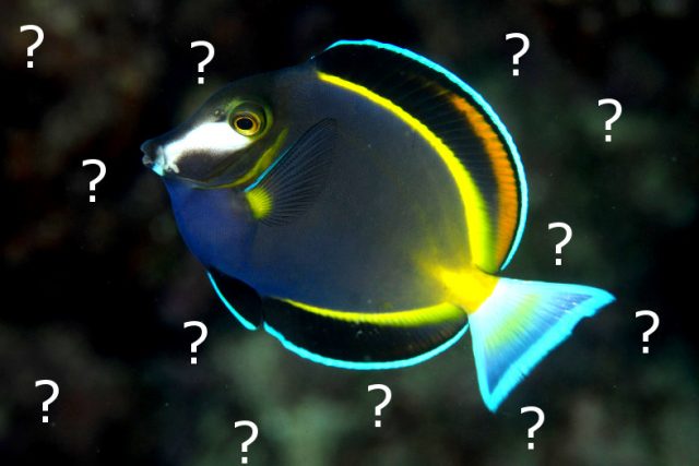 The japonicus variant of the Powder Brown Surgeonfish, from Okinawa. Credit: yusuke