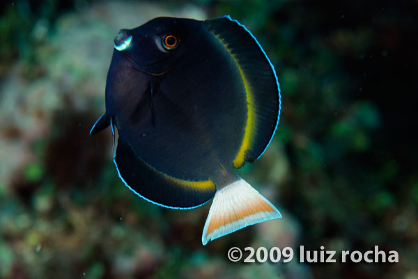 This nigricans X achilles hybrid was observed in Guam, near the western limits of where the Achilles Surgeonfish can be found. Similar specimens studied by DiBattista et al 2016 found none containing nigricans mitochondrial DNA, suggesting such crosses always involve a female A. achilles and a male A. nigricans. Credit: Luiz Rocha