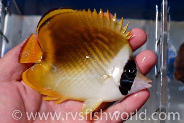 A Pandacoon Butterflyfish? Credit: Barnett Shutman / RVS Fishworld