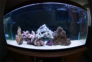 saltwater-aquairum-tank-cycle - reefs