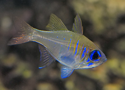 threadfin cardinalfish - reefs