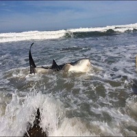Beachgoers Rush To Save Baby Whale Shark