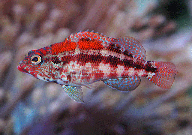 An aquarium specimen of S. pulcher. Credit: Joe Russo