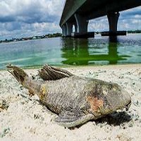 Massive Algae Bloom On Florida’s Treasure Coast