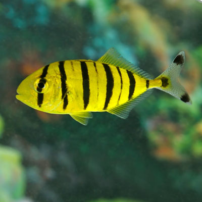 Golden Traveally (Pilot Fish)