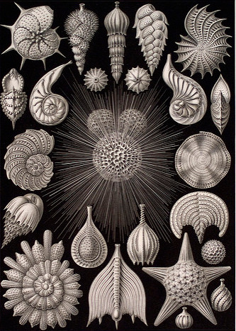 Credit: Kunstformen der Natur, by Ernst Haeckel.