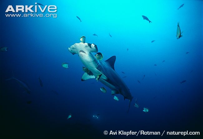 Barber-fish-cleaning-a-scalloped-hammerhead-at-a-cleaning-station