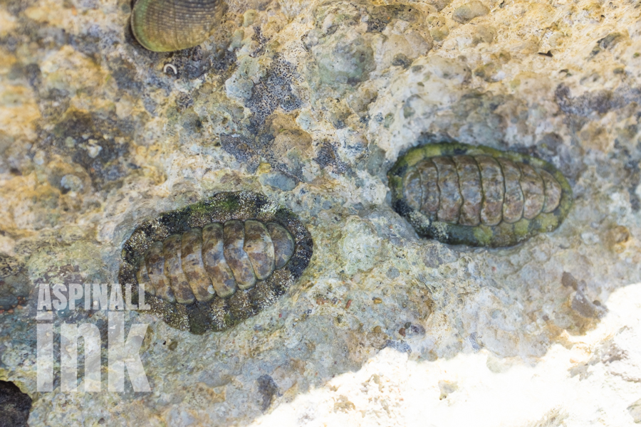 A large tropical species (possibly Acanthopleura vaillanti), around 7-8cm long.