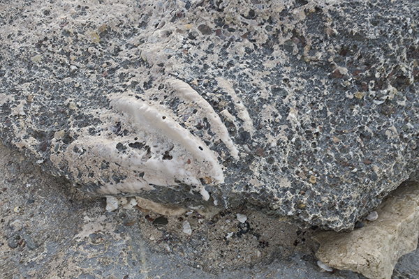 Shell detail in the 'fossil' beach.