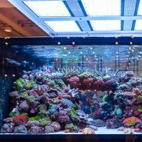 The Incredible Aquarium of De Jong MarineLife
