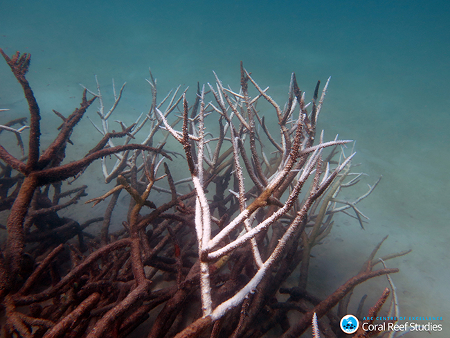 4.Dead and dying staghorn coral, central Great Barrier Reef in May 2016. Credit: Johanna Leonhardt