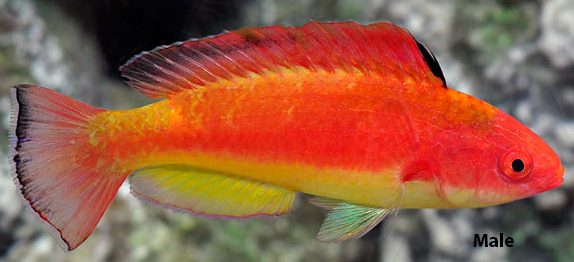 Hooded Fairy Wrasse