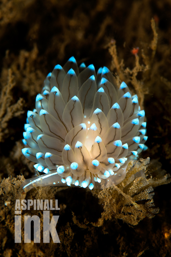 Janolus cristatus. Crystal Tips is a deliicate nudibranch, that almost glows under a diver's light