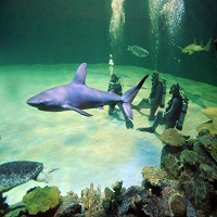 Best Hotels For Shark Enthusiasts