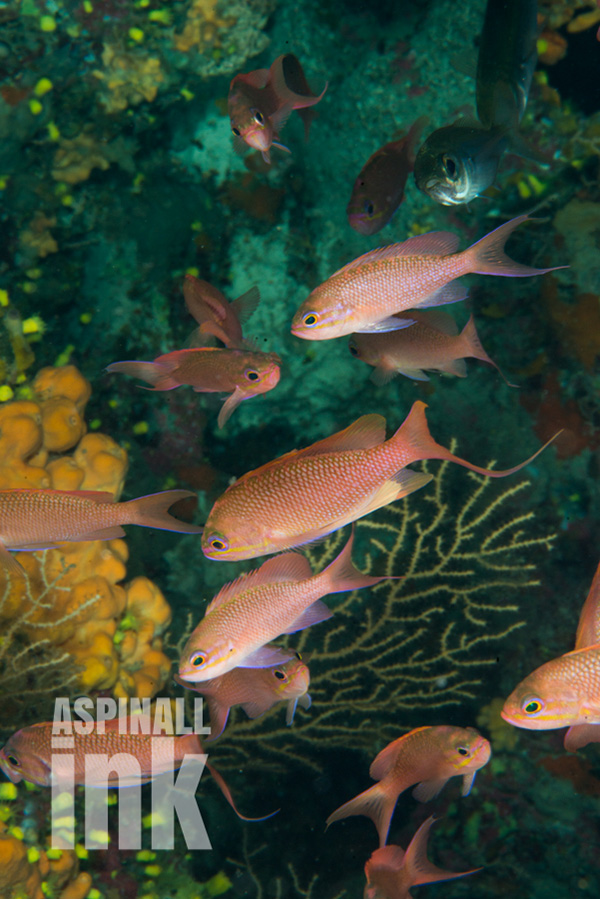On occasion the Med (in this case the Aegean) has some great fish life, such as these deep-water anthias