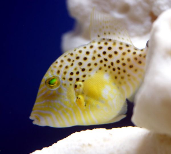 Golden Heart Triggerfish