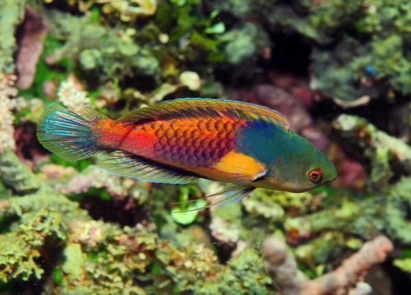Yellow Flanked Fairy Wrasse – Canada Corals