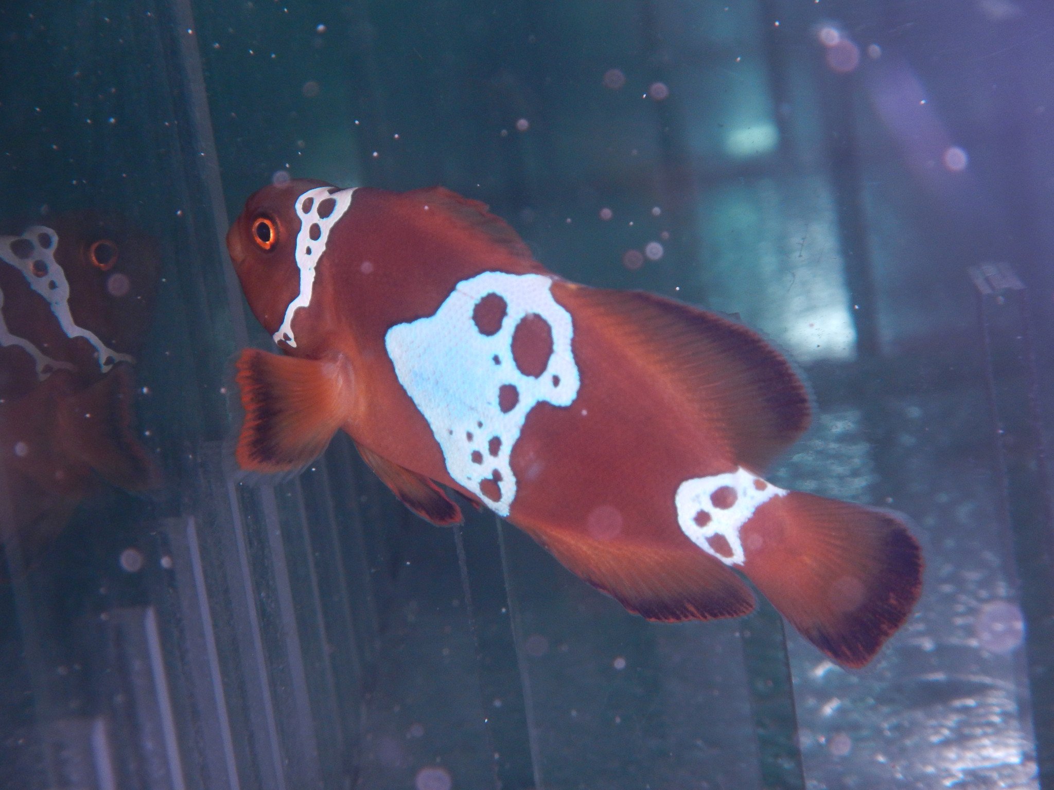 lightning maroon clownfish