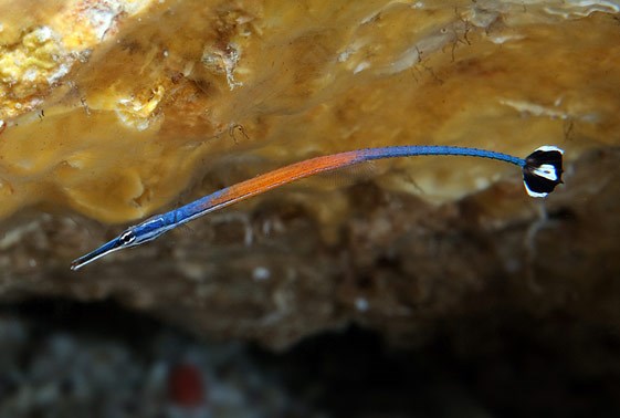 janss-pipefish-doryrhamphus-janssi-1.jpg