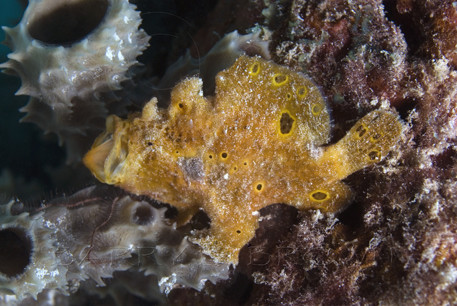 Longlure frogfish with mouth open. Antennarius multiocellatus. Bonaire, Netherlands Antilles. Unaltered/Uncontrolled. Digital Photo (horizontal). Model Release: Not Applicable.