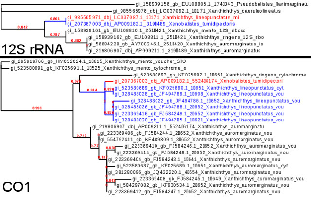 12S rRNA & CO! ML phylogenies. Data from GenBank. Click to enlarge.