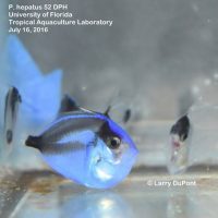 First Ever Captive-Bred Pacific Blue Tang