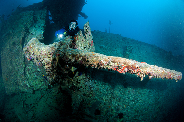 A mixture of rust and encrusting life is cloaking this anti aircraft gun on the SS Thistlegorm.