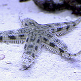 Sandsiftingstarfish - reefs