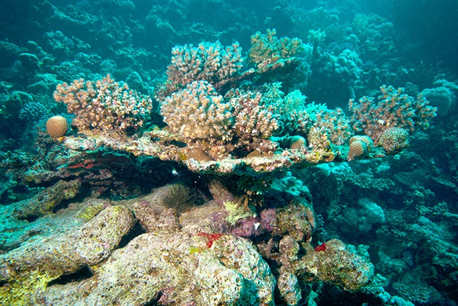 acropora 2 aspinall - reefs