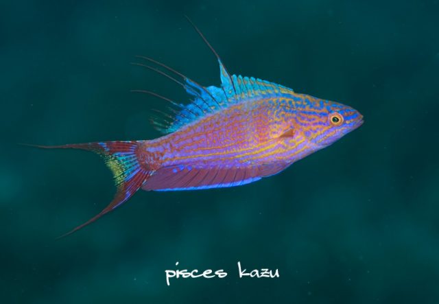 P. bellae from Palau. Credit: kazu