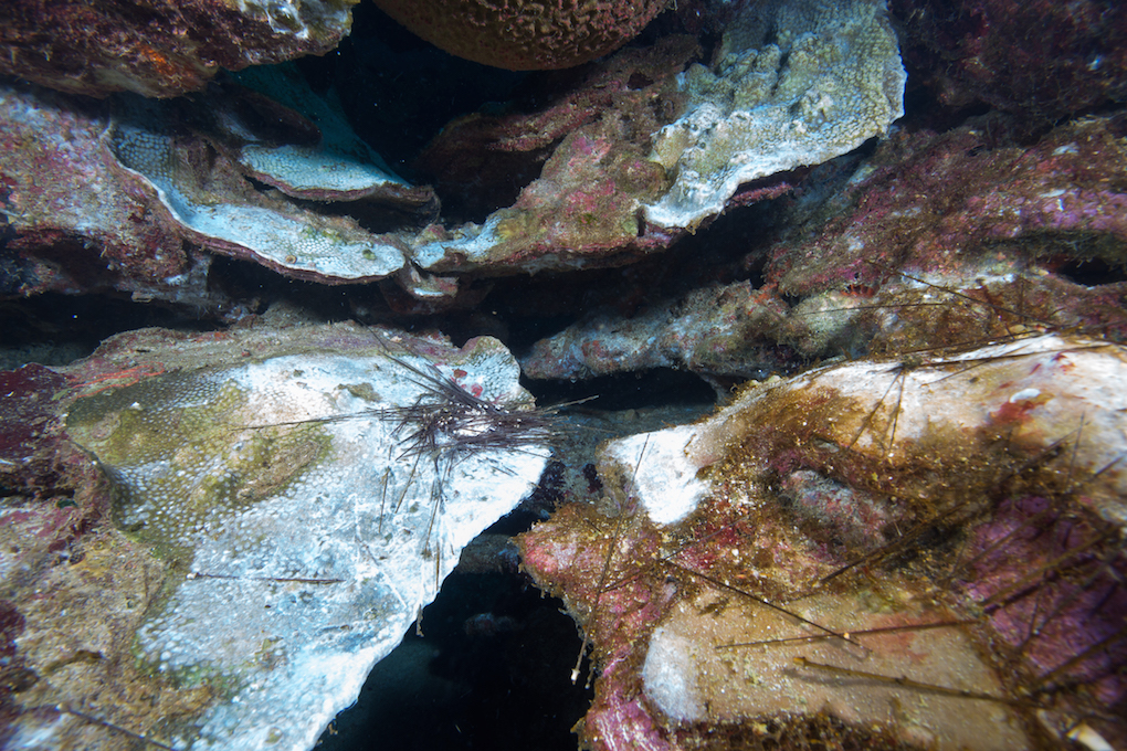 Dead sea urchin spines lay on top of dying massive star coral, coated in unidentified white mats. Image credit: FGBNMS/G.P. Schmahl 