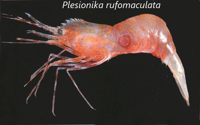 Plesionika erythrocyclus Modified from Chan 2004