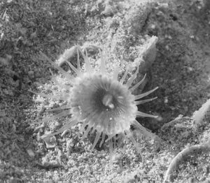 Sphenopus exilis seen in situ in a black and white photograph. Modified from Fujii & Reimer 2016