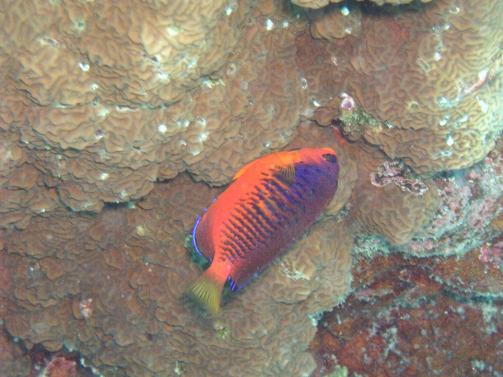 This specimen from Saipan in the Mariana Arc has a heavier pectoral spot and more blue that the average C. shepardi, suggesting perhaps some genetic mixing with the Coral Beauty which cooccurs here. Credit: Ace Tomato