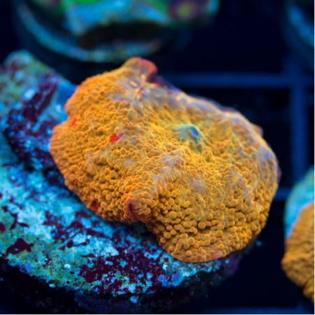 Image AquaNerd-Featured-Coral-Aug-1-2016.jpg