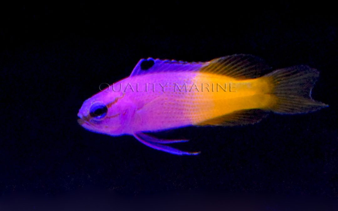 Quality Marine Announces of Arrival of Aquacultured Royal Grammas