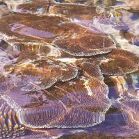 Brightness in the dark of world coral reef health