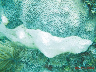 Devastating white plague coral mortality in Florida