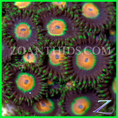 Promethian-Zoanthids