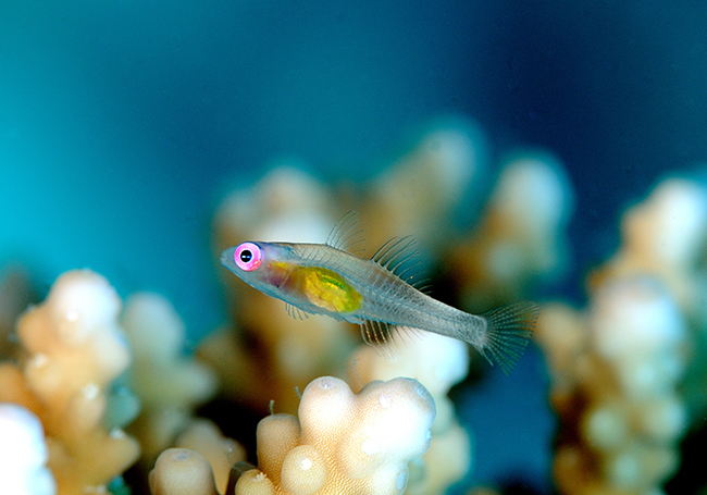 RCA_2351 red eye goby - Copy