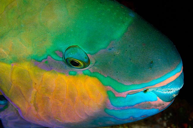 RCA_2585 parrotfish