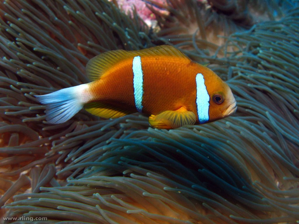 The quintessential A. akindynos, from Anemone Bay, North Solitary Island, NSW. Credit: Richard Ling