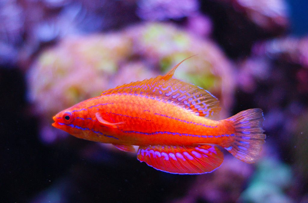 A look at Wrasses; The Labridae Family