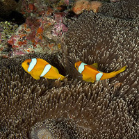 Monday Archives: A Mysterious, Undescribed Clownfish From Chagos