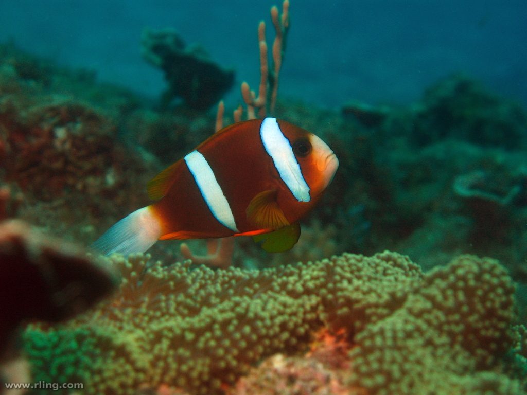 This unusual specimen from Yankee Reef (located in the middle of the Great Barrier Reef) is intermediate in appearance, with relatively broad stripes but a dull brown color. Might this be a hybrid? Credit: Richard Ling