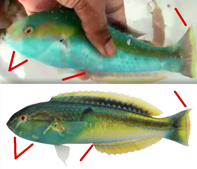 Diagnostic traits of H. pelicieri (above) and H. zeylonicus (below). Credit: Ornamental MArine World & William T. White / Australian National Fish Collection, CSIRO