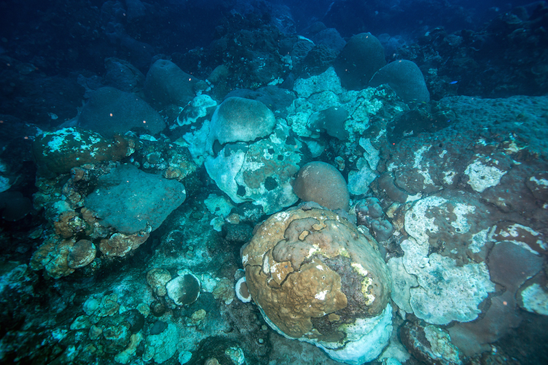 Wide image showing a small section of the mortality at FGBNMS. Image Credit: FGBNMS/Schmahl