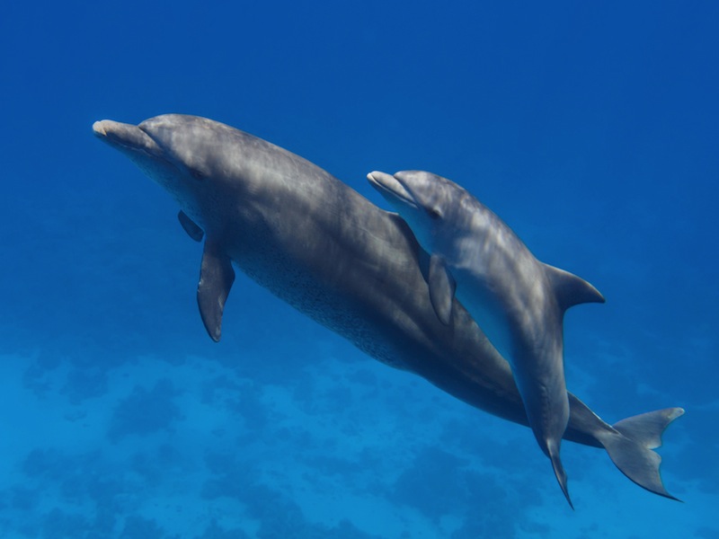 dolphin-and-baby - reefs
