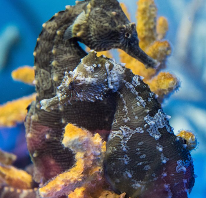 A Look into Seahorse Savvy’s Hatchery and Keeping Seahorses in a Home Aquarium